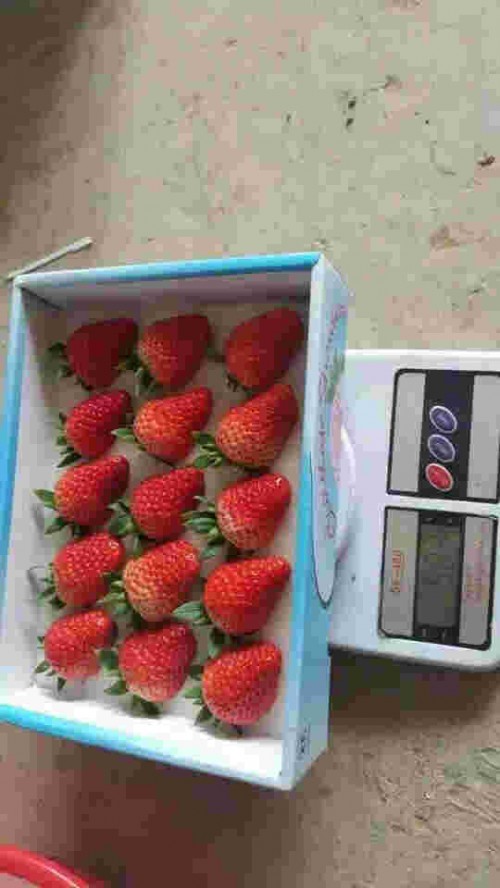 天津市怎样种植桃熏草莓苗