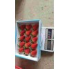 广西京桃香草莓坐果期管理