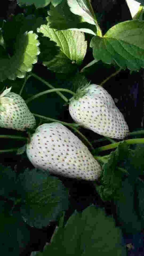 黑龙江京桃香草莓种植用什么底肥