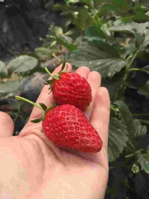 青海京藏香草莓生长期管理