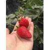 江苏京桃香草莓生长期管理