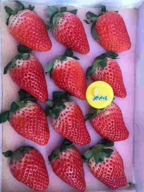 黑龙江法兰地草莓大棚亩产是多少斤