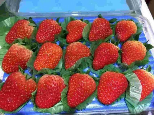 贵州京桃香草莓大棚授粉