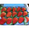 辽宁法兰地草莓苗怎样种植
