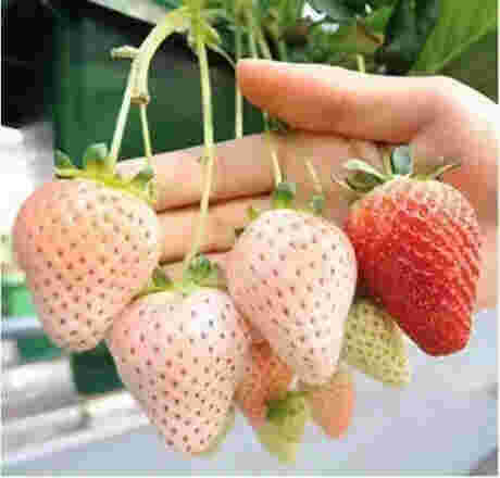 甘肃章姬草莓苗大棚种植使用什么底肥