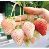 贵州京藏香草莓大棚授粉方法