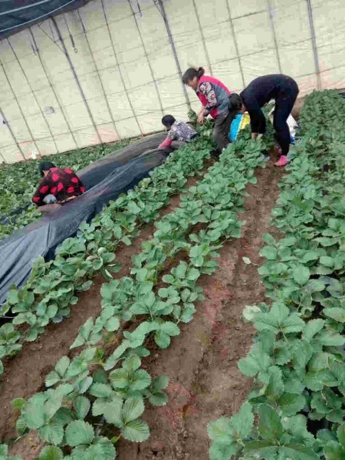 重庆市章姬草莓大棚种植管理方法