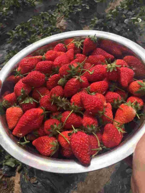 新疆红颜草莓种植前的选苗事项