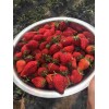 青海京泉香草莓种植经验
