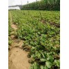 云南京藏香草莓一亩大栽棚多少棵