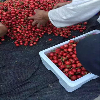 新疆京桃香草莓花期管理