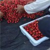 内蒙古京泉香草莓怎样种植