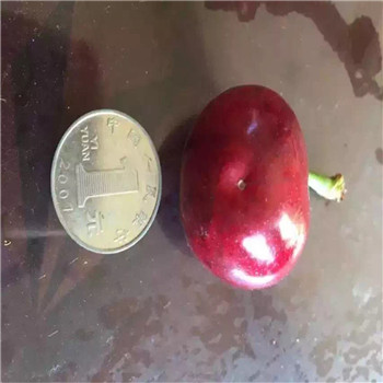 宁夏法兰地草莓苗多少钱1株