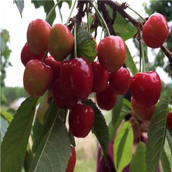 山西桃熏草莓苗大棚生长期管理
