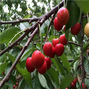 内蒙古京泉香草莓生长期使用什么肥料