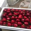 天津市红颜草莓大棚亩产量是多少