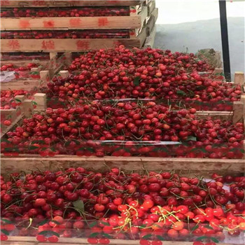 安徽京桃香草莓生长期管理