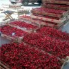 西藏章姬草莓怎样预防畸形果