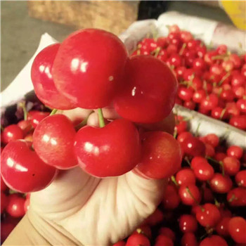 山东京藏香草莓适应大棚种植吗