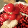 山西京泉香草莓几月份种植