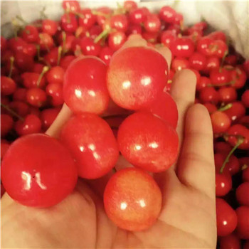 内蒙古京桃香草莓苗多少钱1株