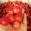 吉林红颜草莓亩产多少斤