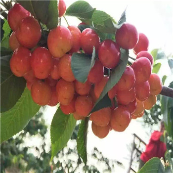 重庆市甜查理草莓品种来源