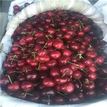 西藏京桃香草莓大棚种植