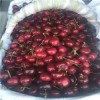 北京市红颜草莓苗入棚前的注意事项