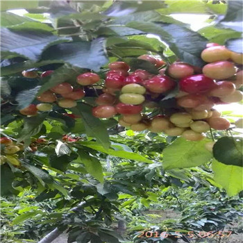 黑龙江京桃香草莓生长期管理