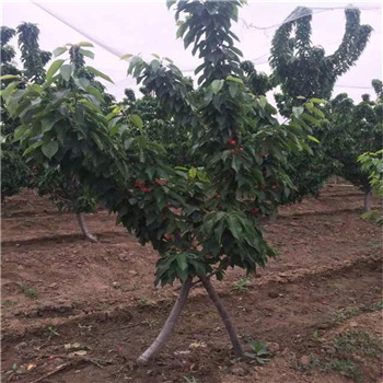 安徽京桃香草莓生长期管理