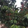 广东桃熏草莓苗大棚种植