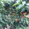 湖南桃熏草莓种植使用什么底肥