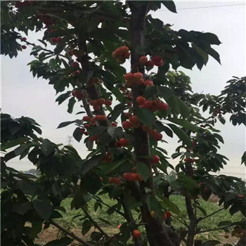 安徽京藏香草莓坐果期管理