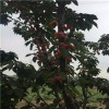 贵州京桃香草莓病虫害防治