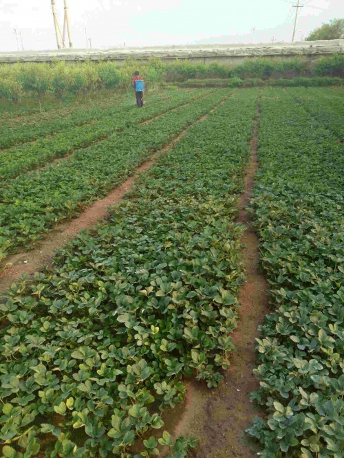 辽宁怎样种植桃熏草莓苗