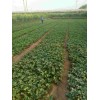 宁夏红颜草莓种植前的选苗事项