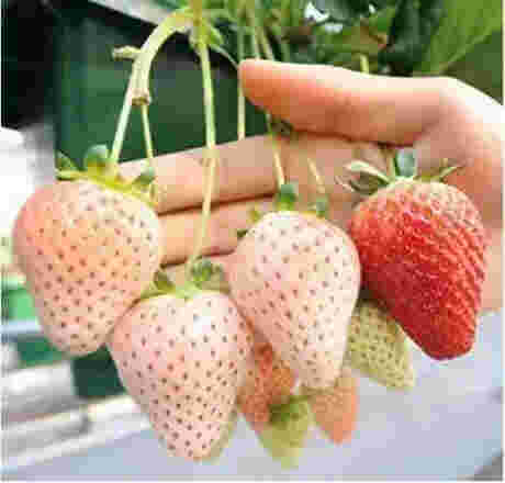 陕西桃熏草莓苗花期管理