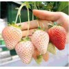 甘肃桃熏草莓苗