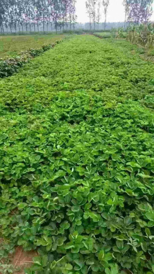 四川京泉香草莓一亩栽培多少棵
