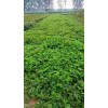贵州章姬草莓苗大棚种植使用什么底肥