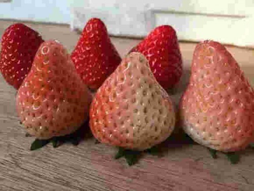 安徽章姬草莓苗坐果期管理