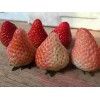 安徽章姬草莓苗坐果期管理