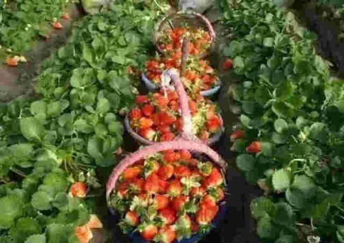 江苏桃熏草莓苗大棚种植