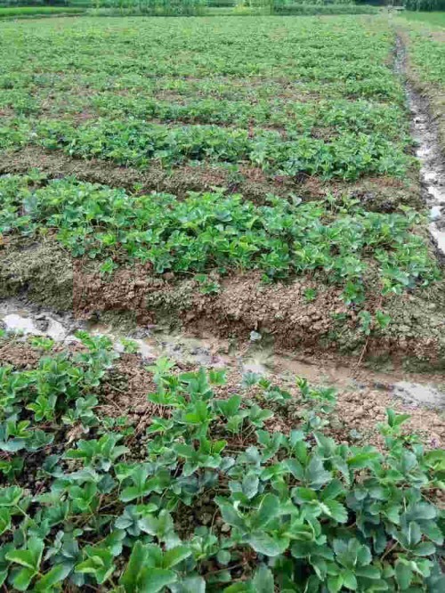 陕西法兰地草莓苗