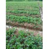 新疆法兰地草莓大棚亩产是多少斤