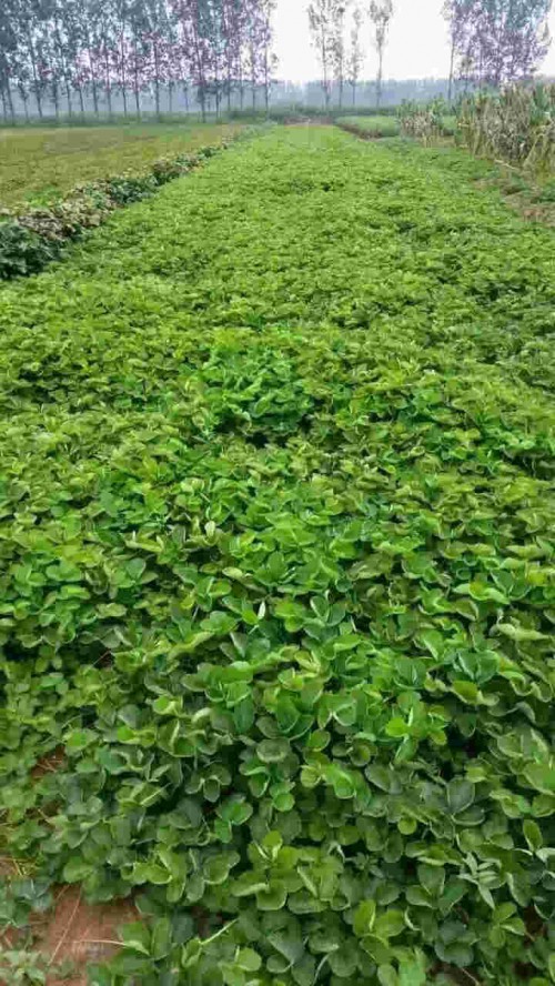 黑龙江章姬草莓大棚种植管理方法