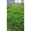 湖南京藏香草莓一亩大栽棚多少棵