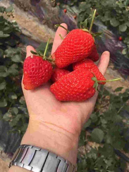 广西法兰地草莓苗适应什么肥料