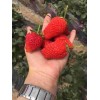 河南红颜草莓大棚种植新方案